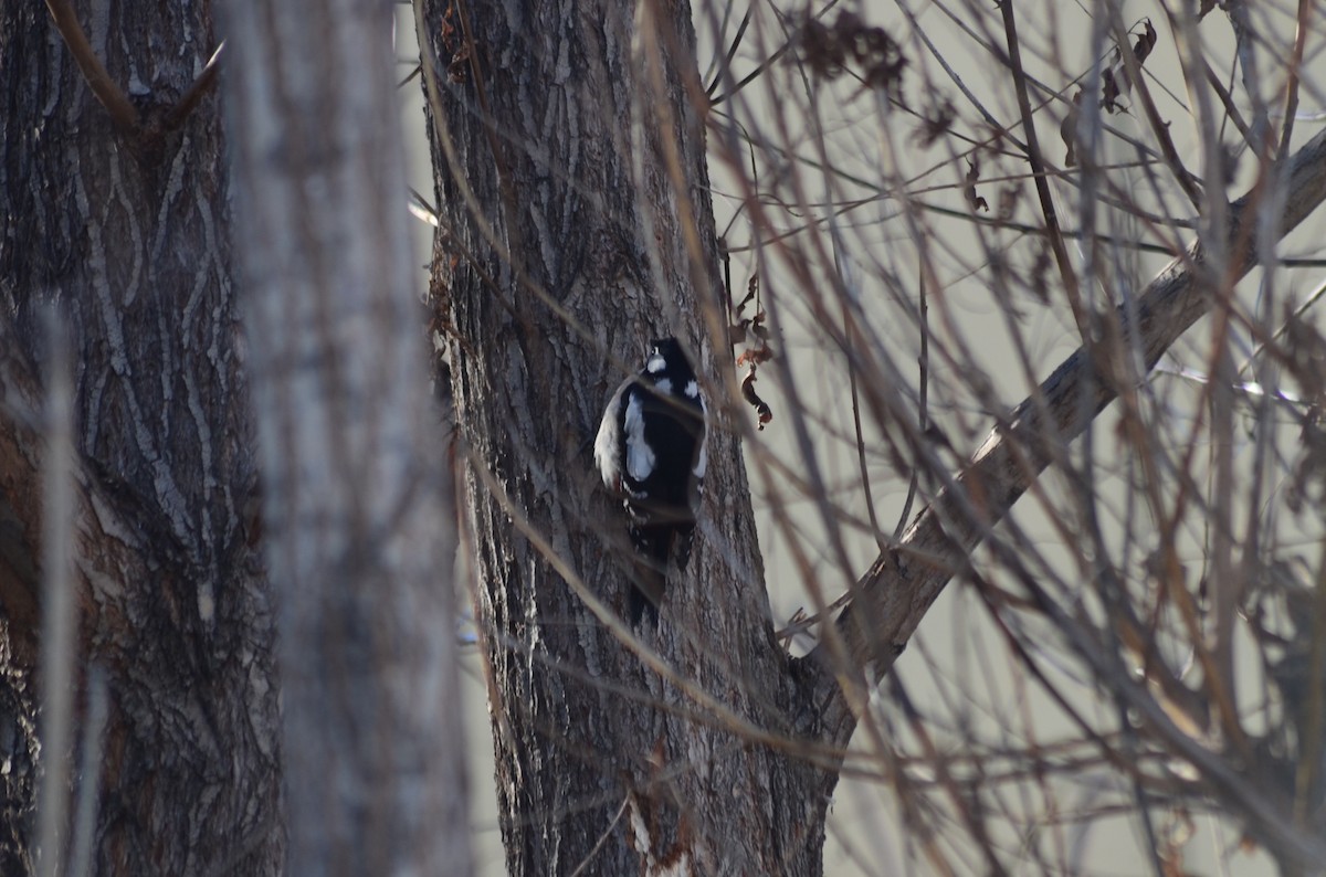 Great Spotted Woodpecker - ML518183791