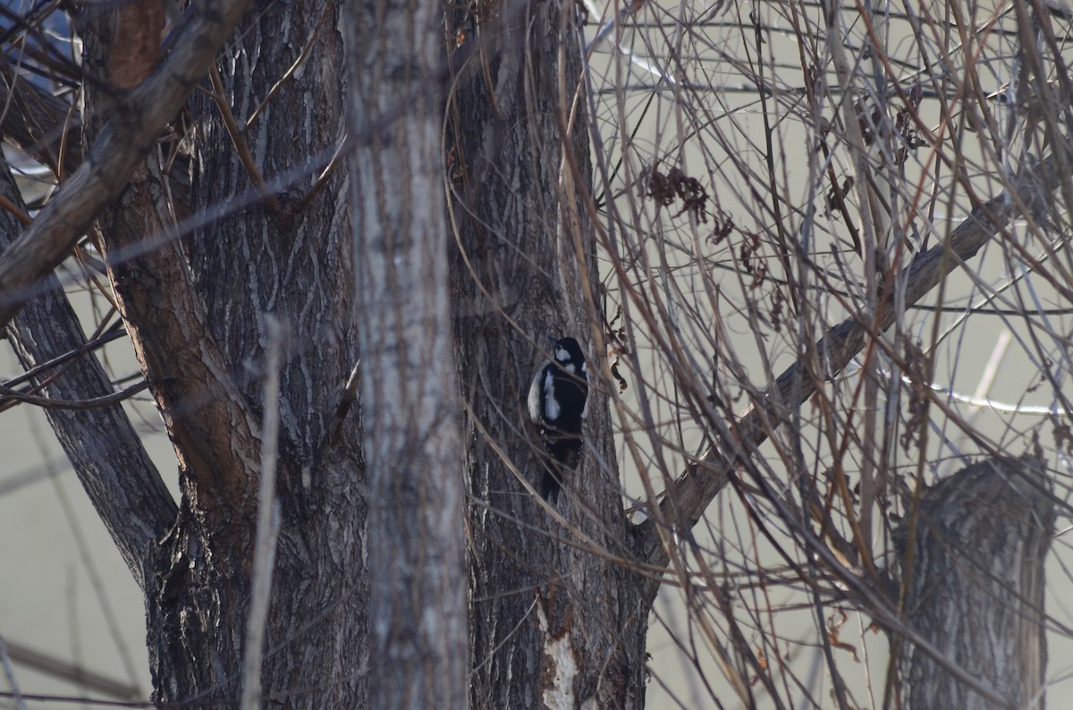 Great Spotted Woodpecker - ML518183801