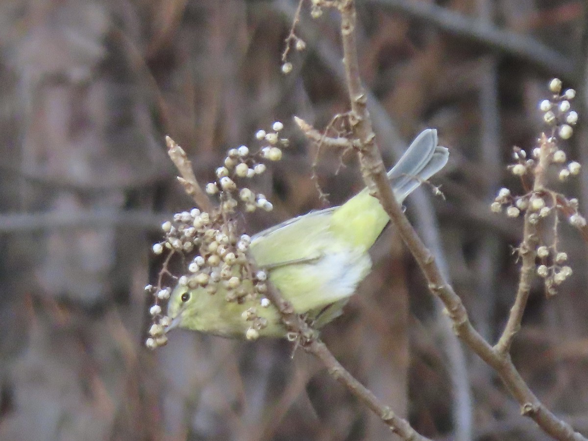 Orange-crowned Warbler - ML518186551