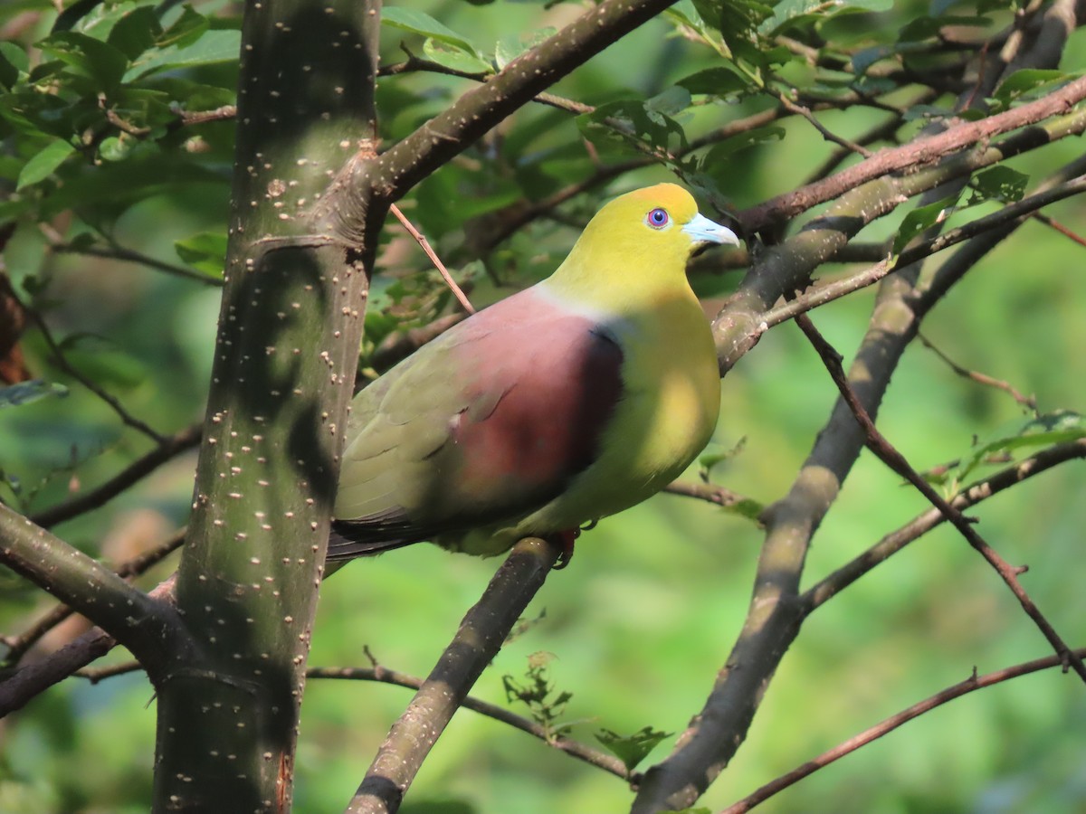 Wedge-tailed Green-Pigeon - ML518189741