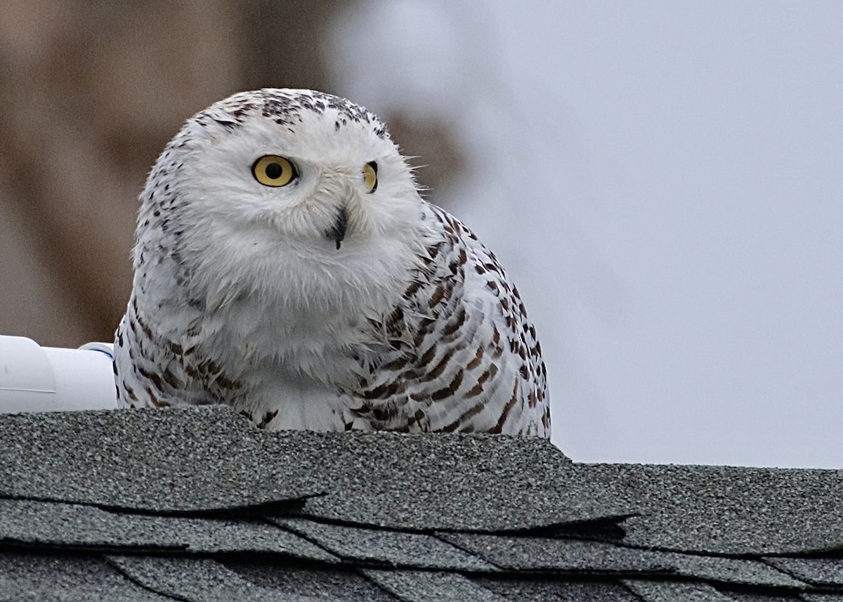 Snowy Owl - ML518191491