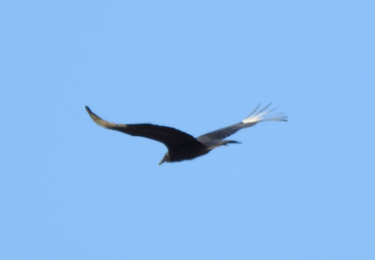Black Vulture - ML51819291