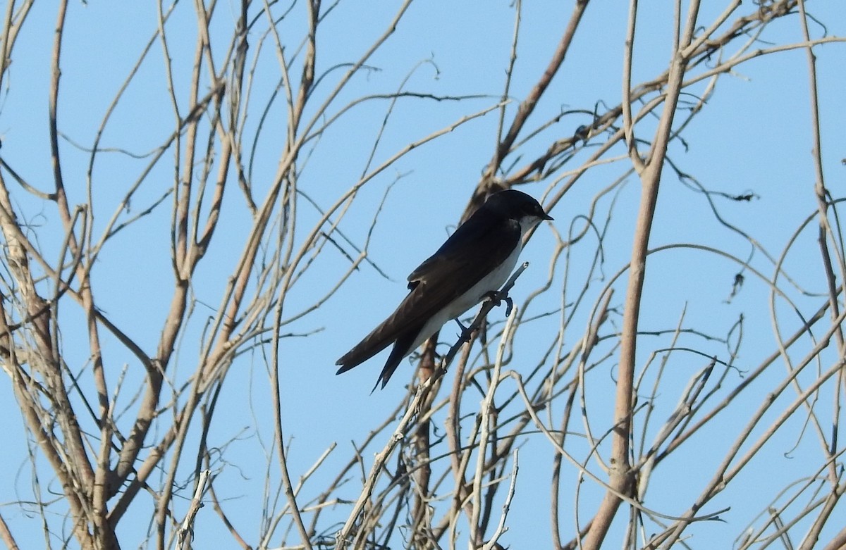 Tree Swallow - ML51819501