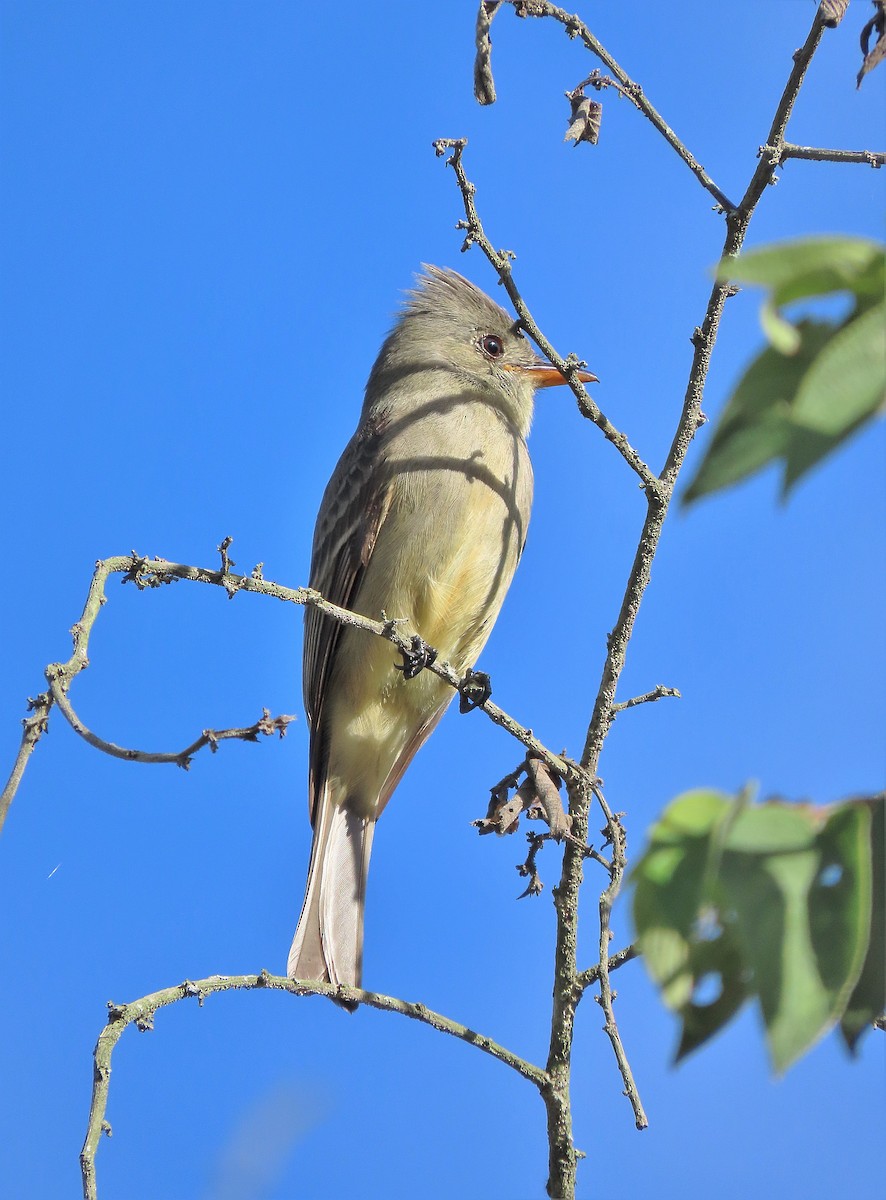 Greater Pewee (Central American) - ML518196871