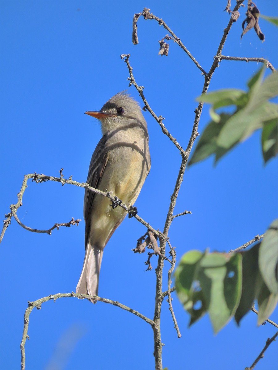 Greater Pewee (Central American) - ML518196911