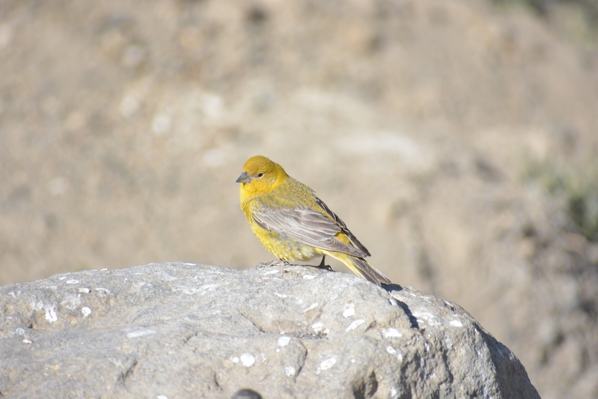 Greater Yellow-Finch - ML518197801