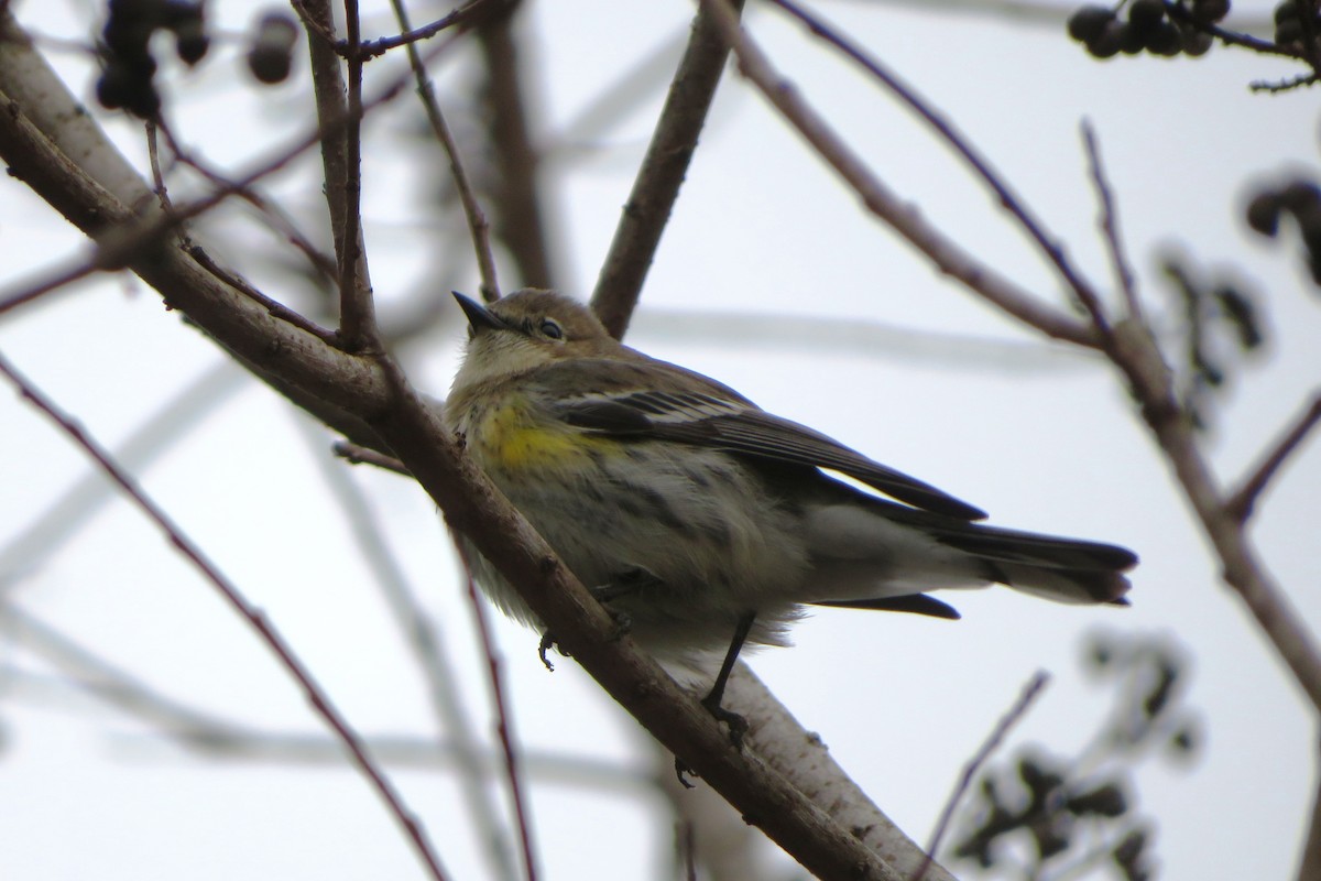 Yellow-rumped Warbler - Judy  Cagle