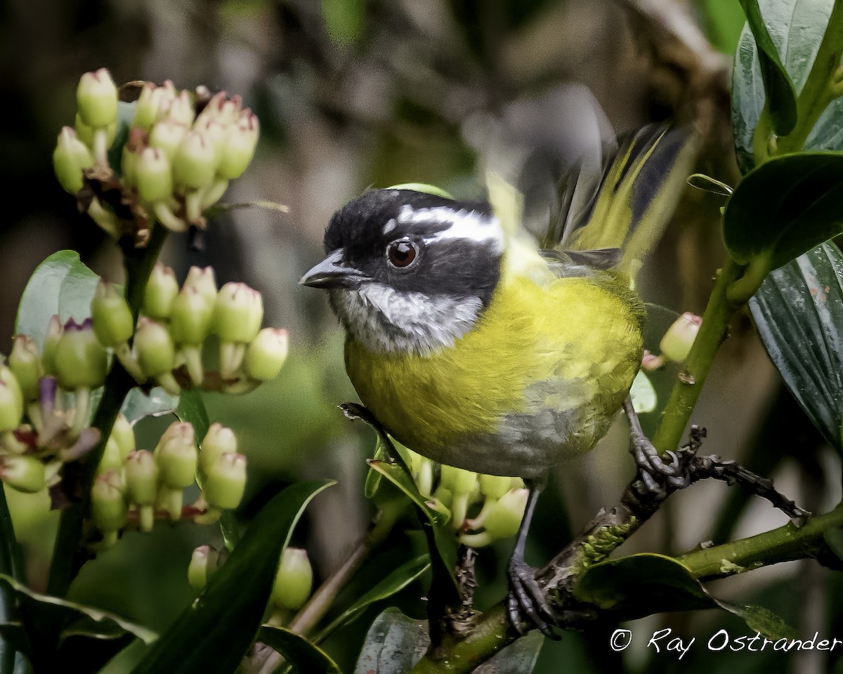 Sooty-capped Chlorospingus - ML518202951