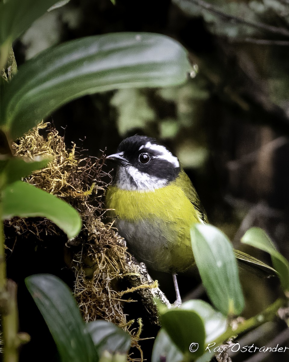 Sooty-capped Chlorospingus - ML518202961