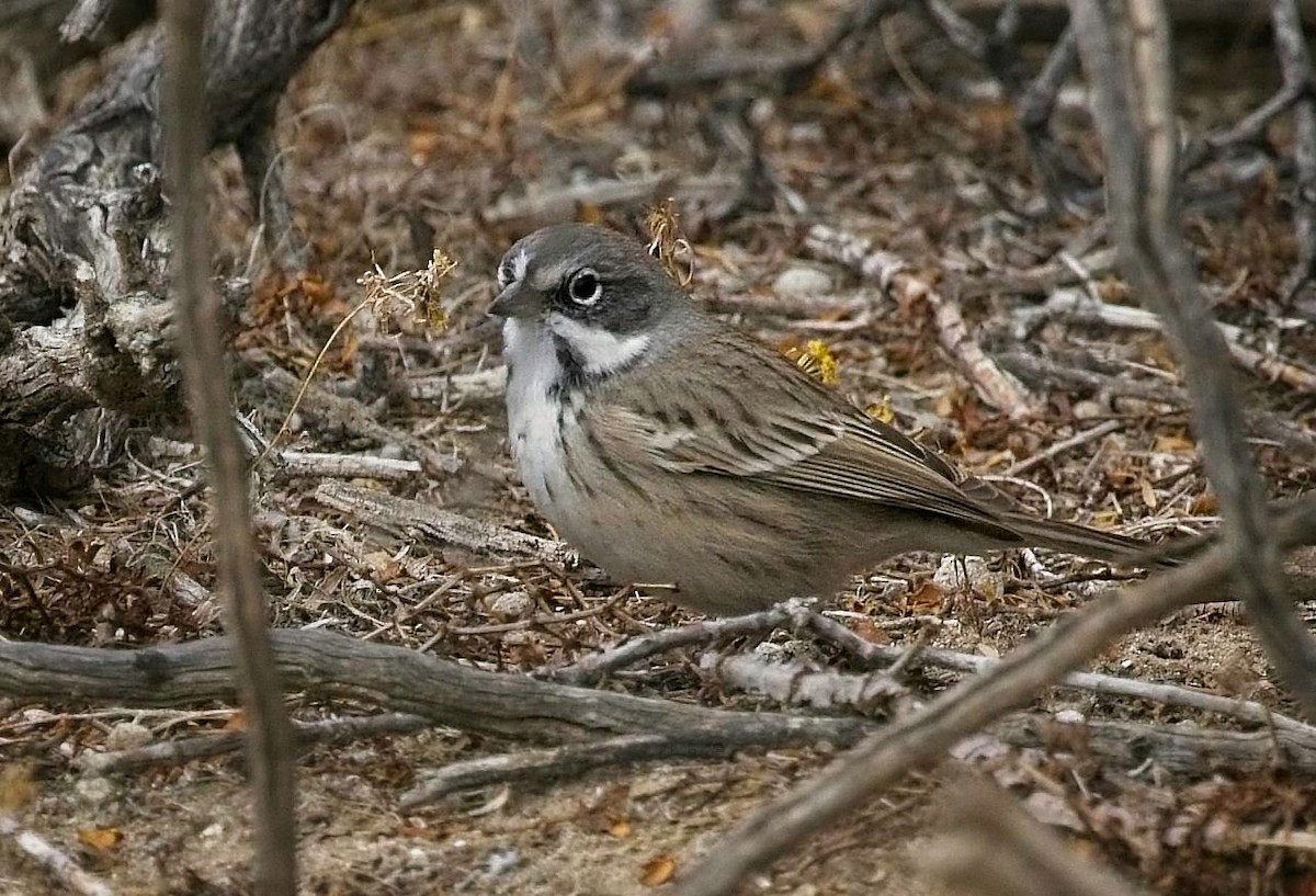 Sagebrush/Bell's Sparrow (Sage Sparrow) - ML518203141