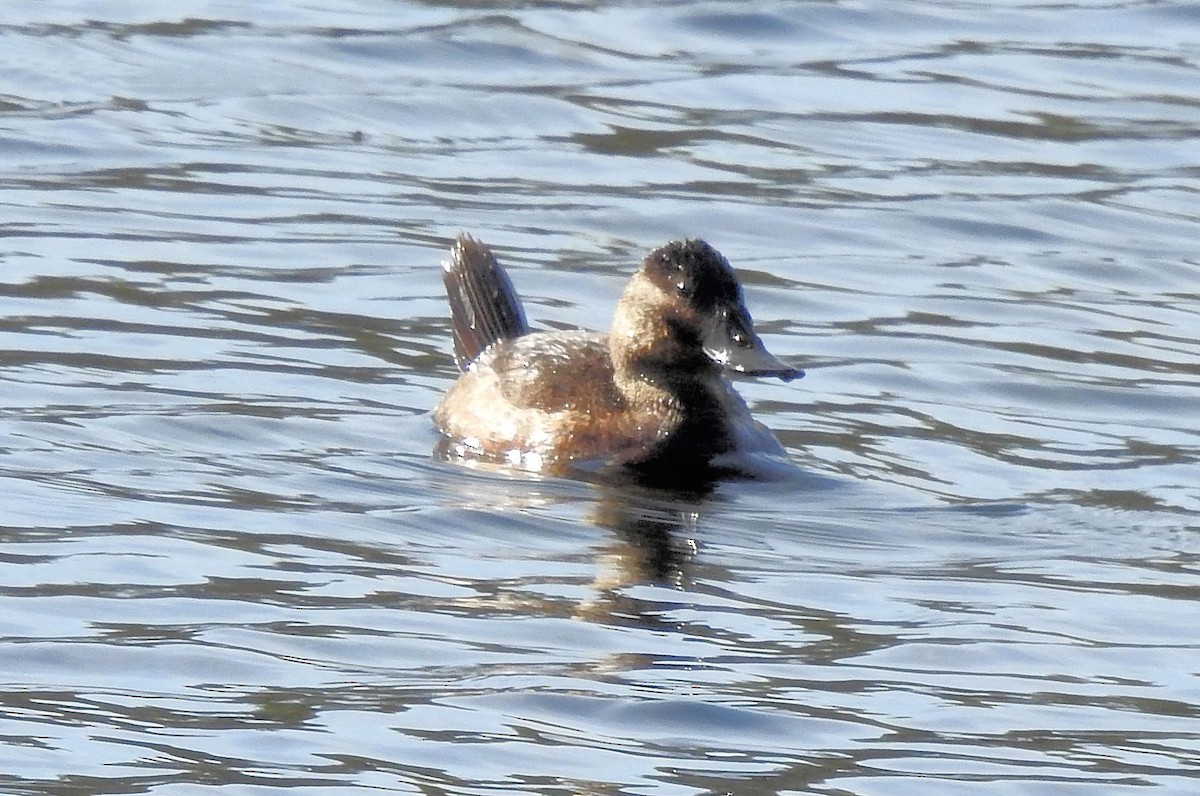 eBird Checklist - 18 Dec 2022 - Kurth Lake (restricted access) - 12 species