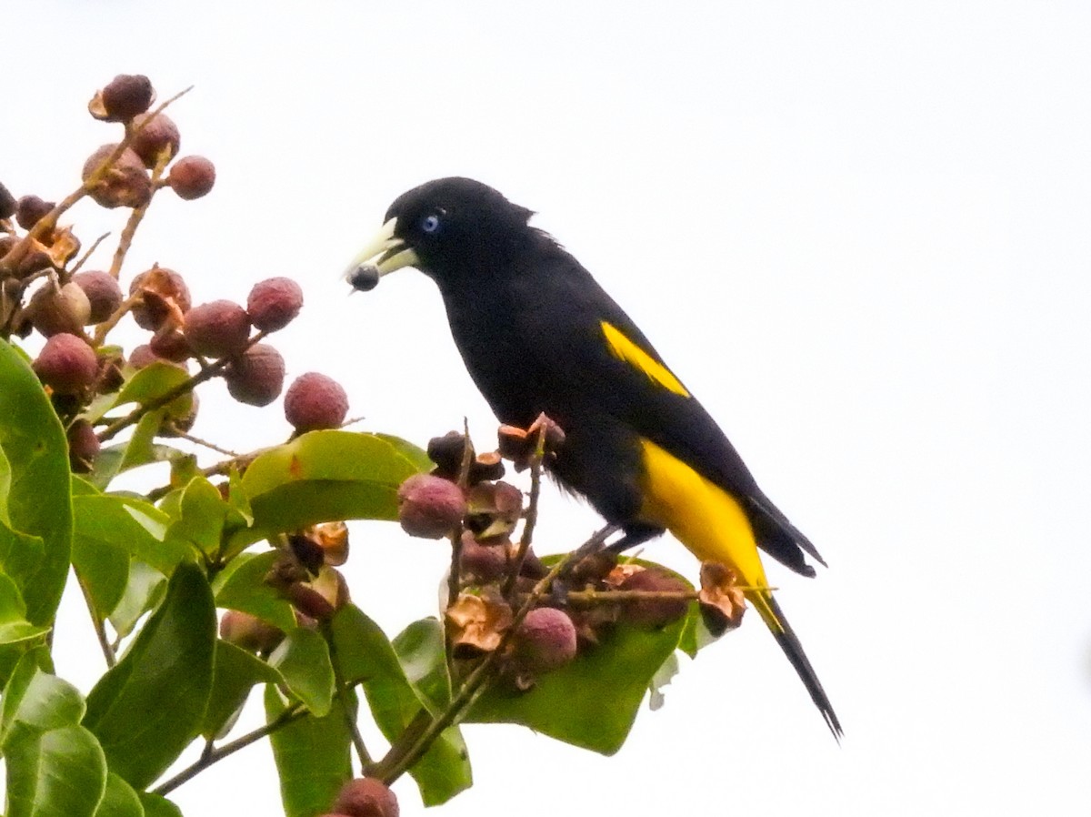 Yellow-rumped Cacique - ML518205171