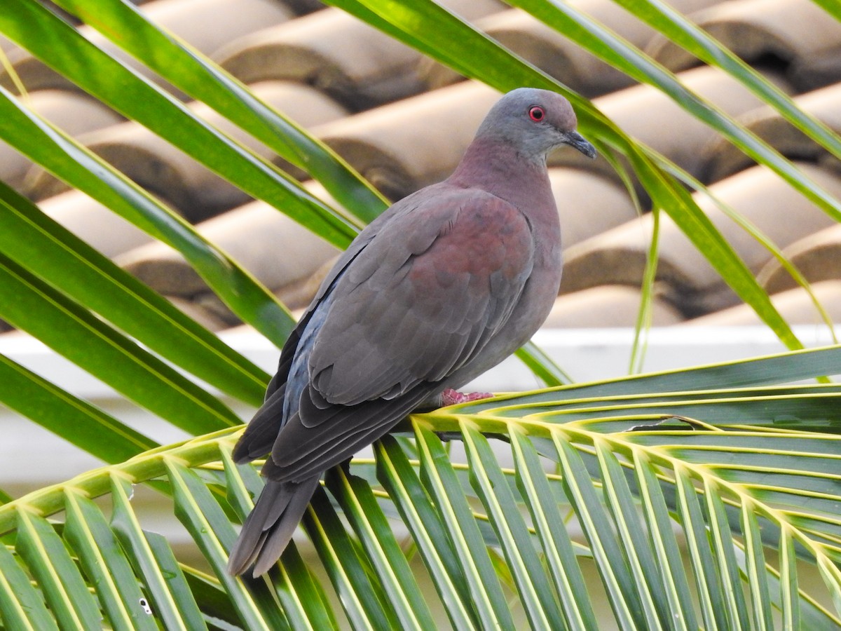 Pale-vented Pigeon - Giuliano Z Miotto
