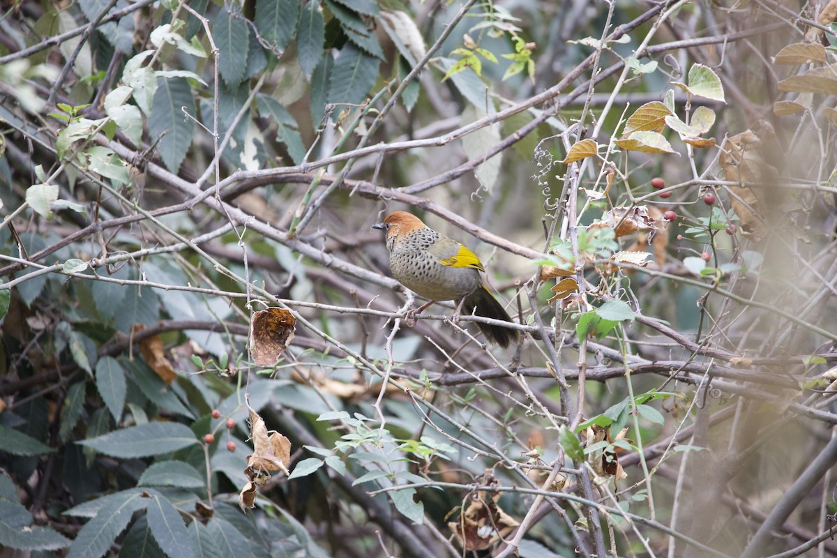 Chestnut-crowned Laughingthrush - ML518208541