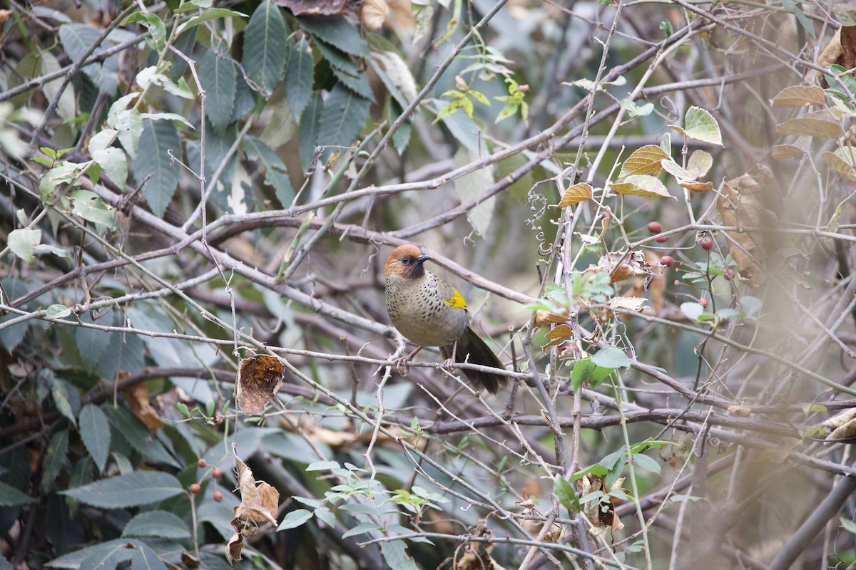 Chestnut-crowned Laughingthrush - ML518208551