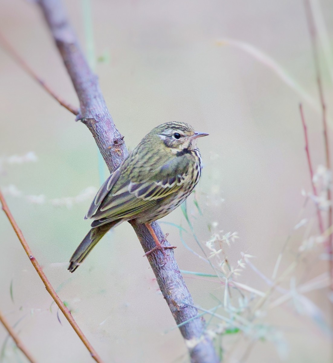 Olive-backed Pipit - ML518208911