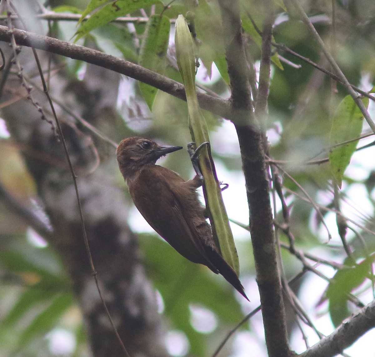 Smoky-brown Woodpecker - ML518212621