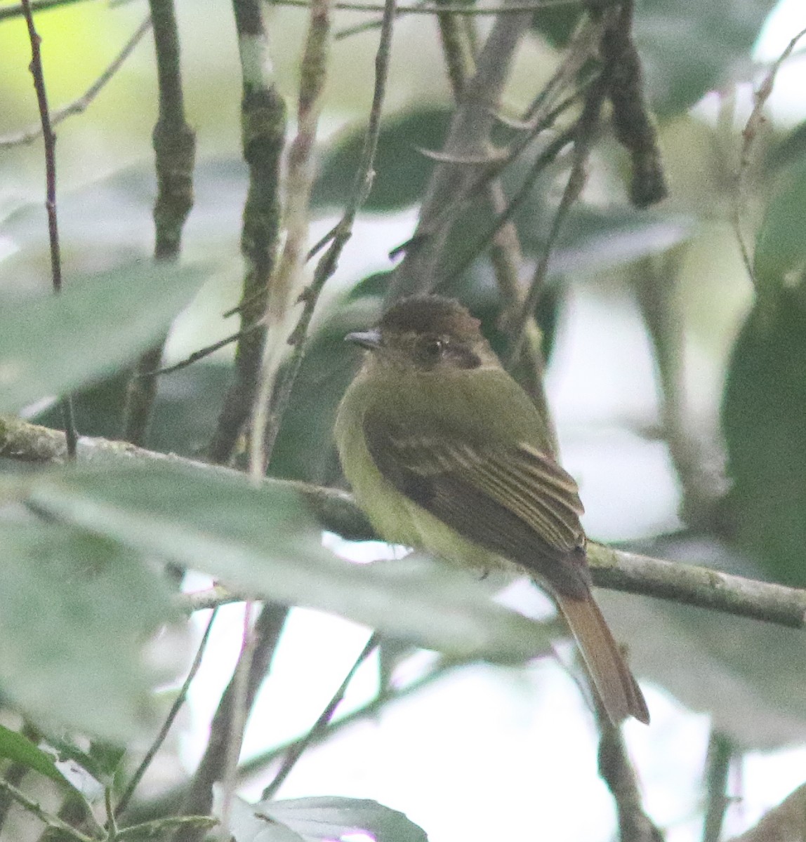 Sepia-capped Flycatcher - ML518212881