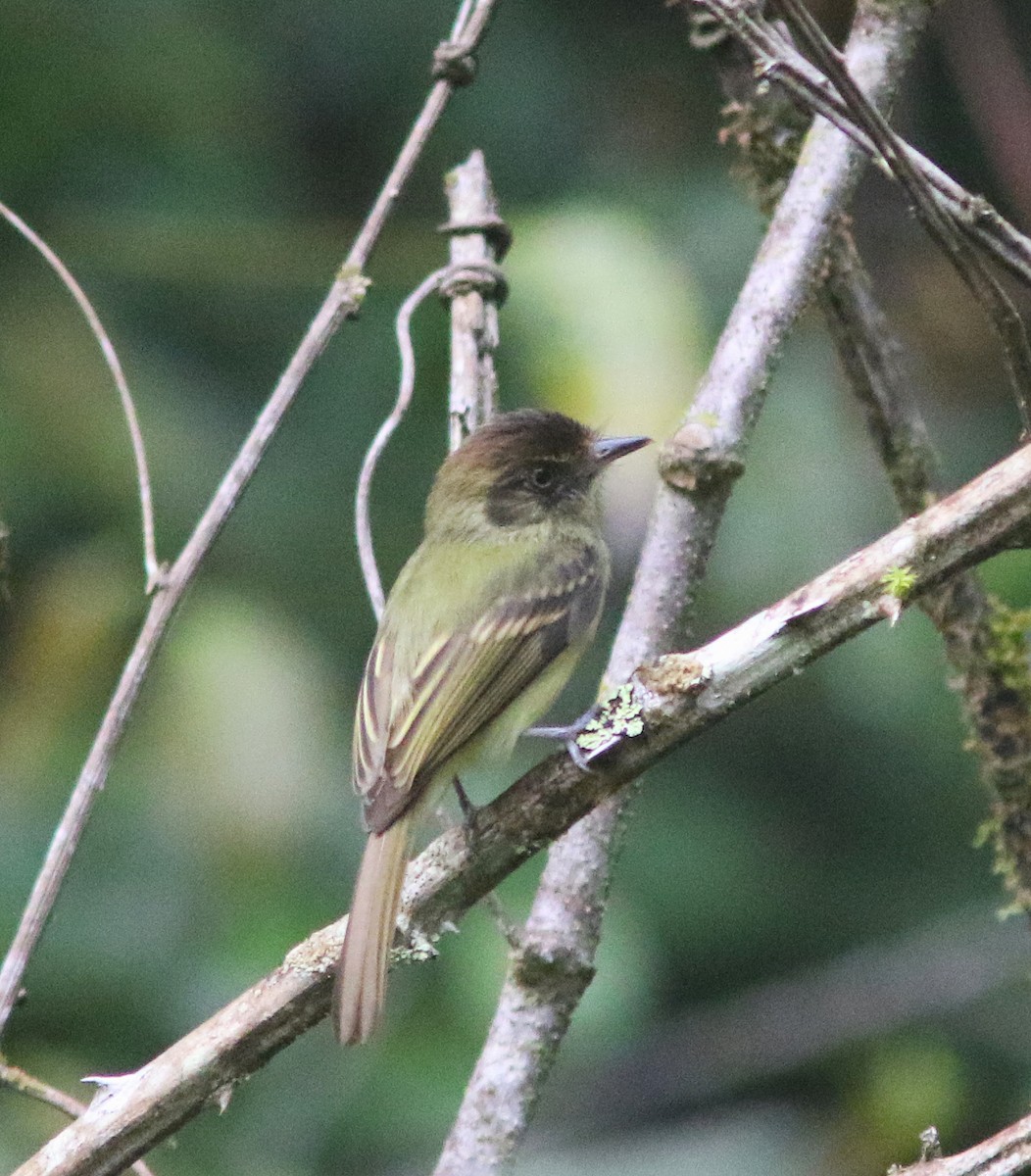 Sepia-capped Flycatcher - ML518212891