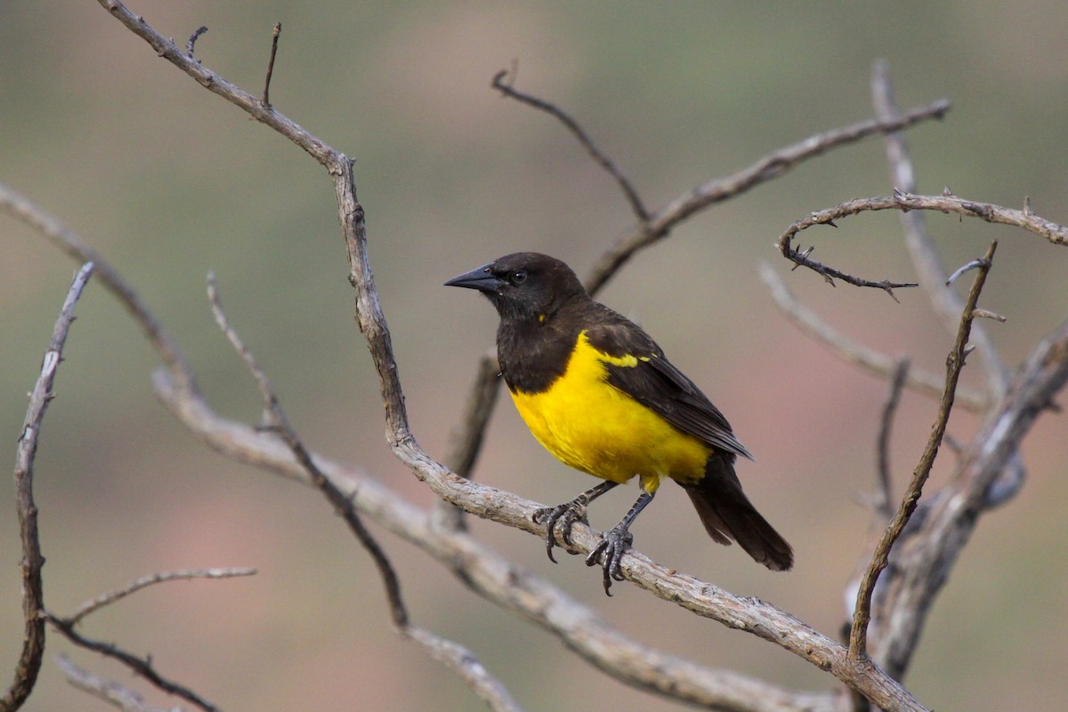 Yellow-rumped Marshbird - ML518213331