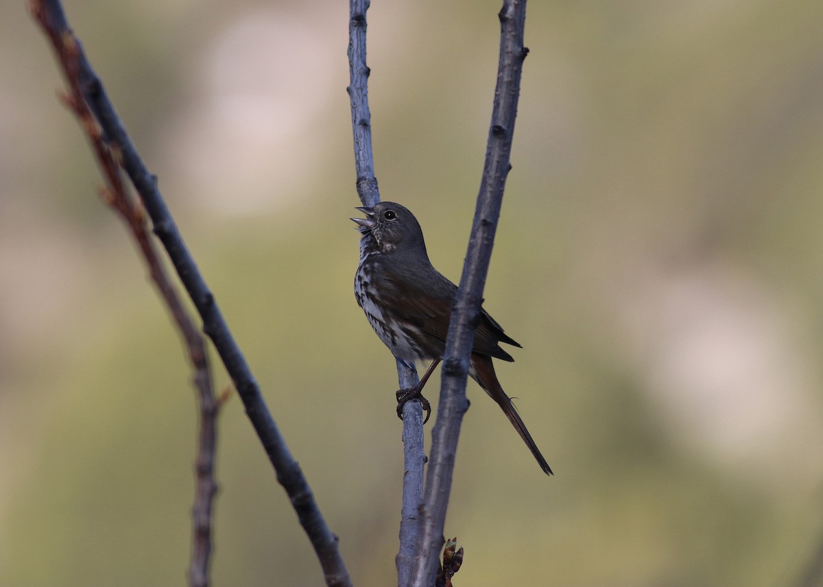 Fox Sparrow (Slate-colored) - Steven Kahl