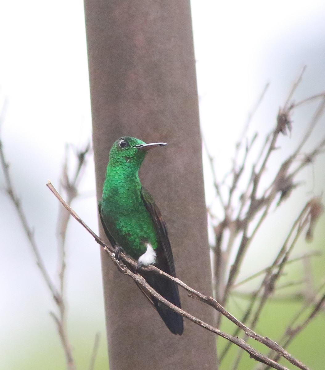 kolibřík středoamerický - ML518220221