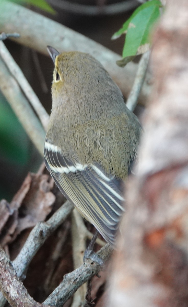Thick-billed Vireo - ML518220911