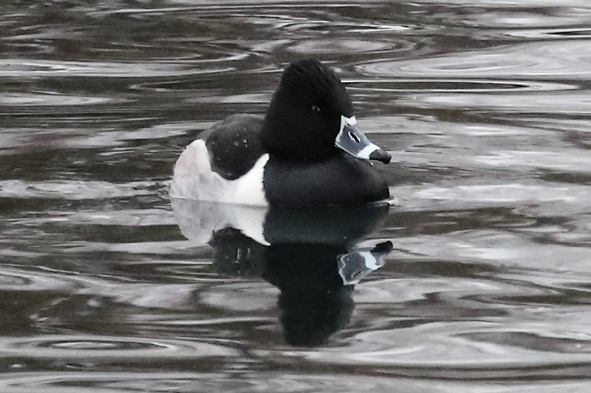 Ring-necked Duck - ML518221991