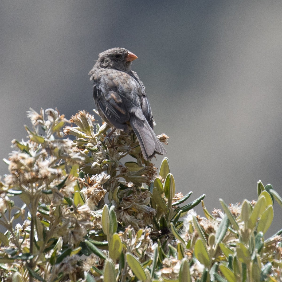 Plain-colored Seedeater - ML518222151