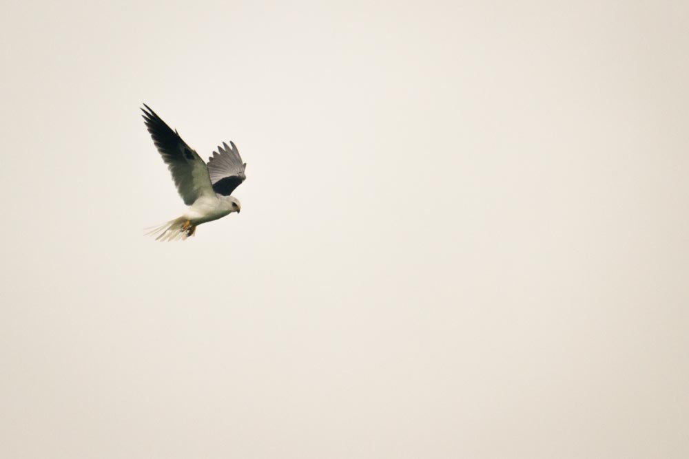 White-tailed Kite - Roland Kilcher