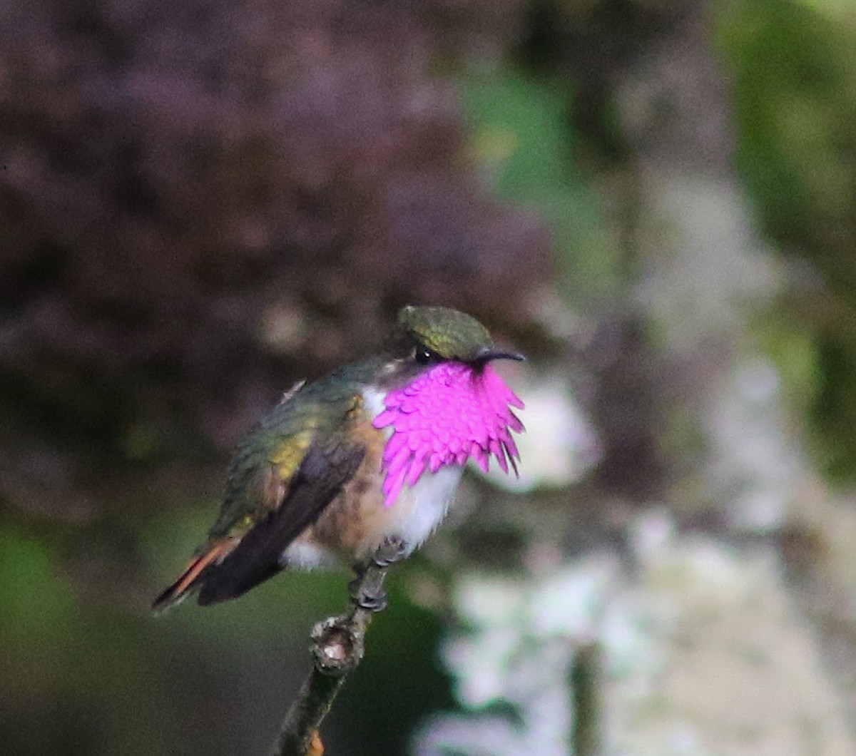 Wine-throated Hummingbird - Jorge Montejo