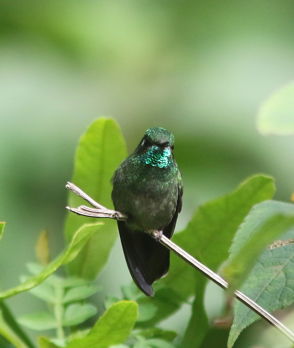 Emerald-chinned Hummingbird - Jorge Montejo
