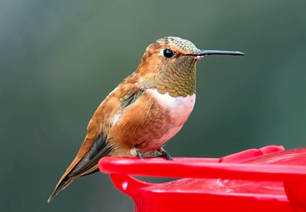 Rufous Hummingbird - ML518230221