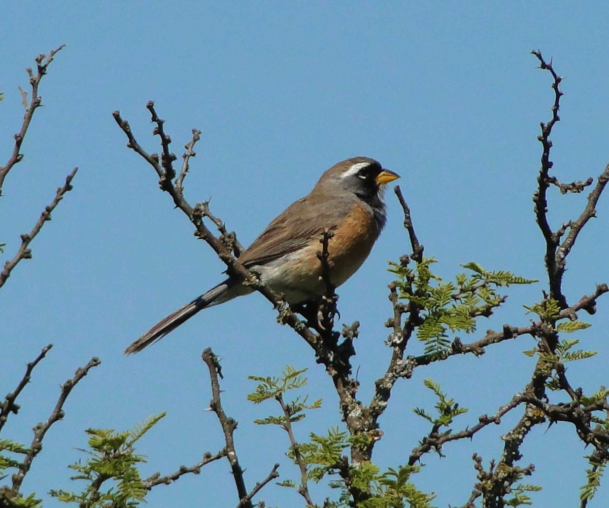 Many-colored Chaco Finch - ML518233511