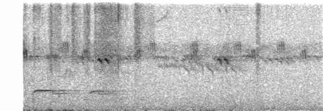 Tinamou superbe - ML51823471