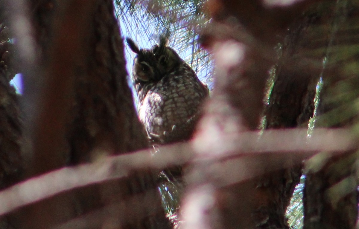 Long-eared Owl - David Molina