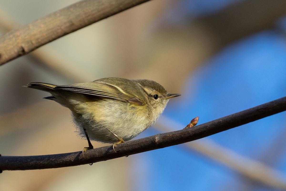 Hume's Warbler - ML518236371