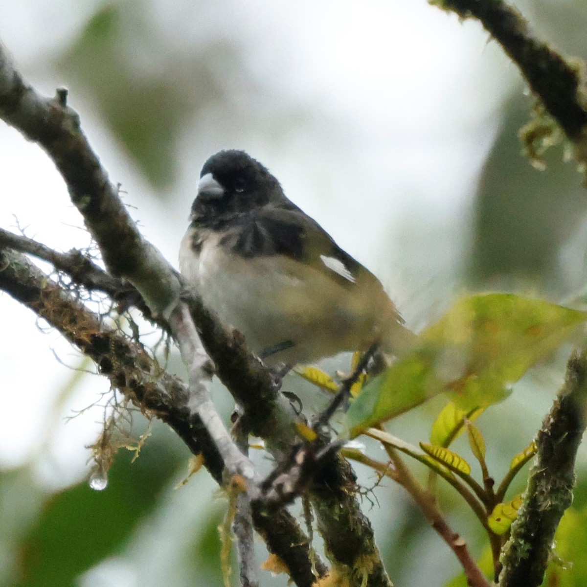Black-and-white Seedeater - ML518237201