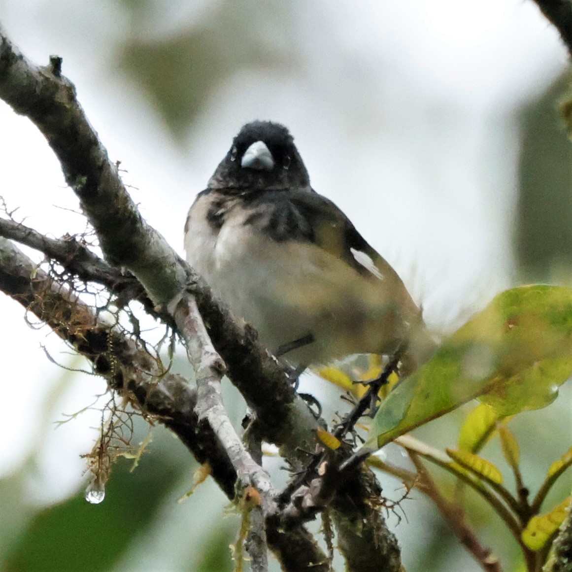 Black-and-white Seedeater - ML518237211