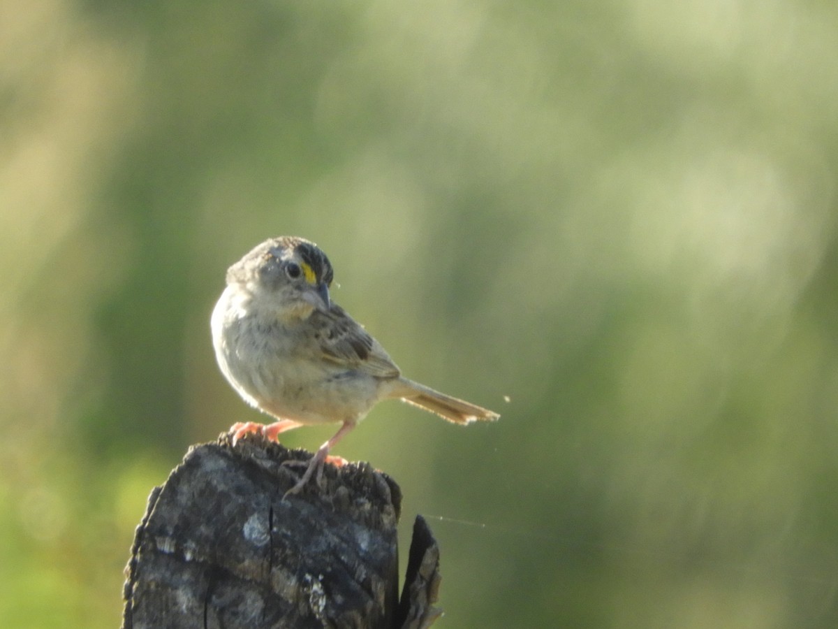 Grassland Sparrow - ML518239351