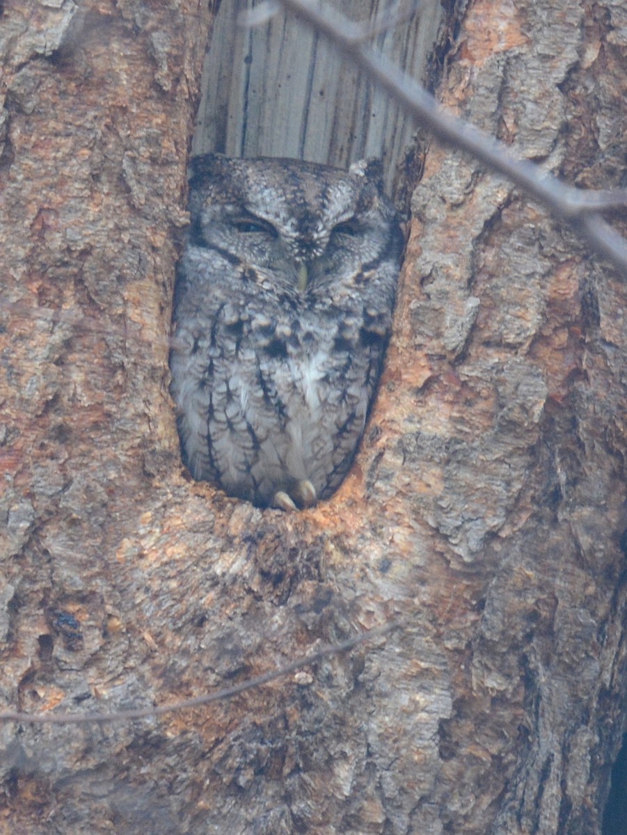 Eastern Screech-Owl (Northern) - ML518241071
