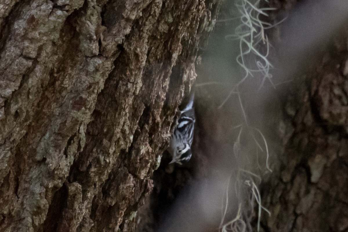 Black-and-white Warbler - ML518242401