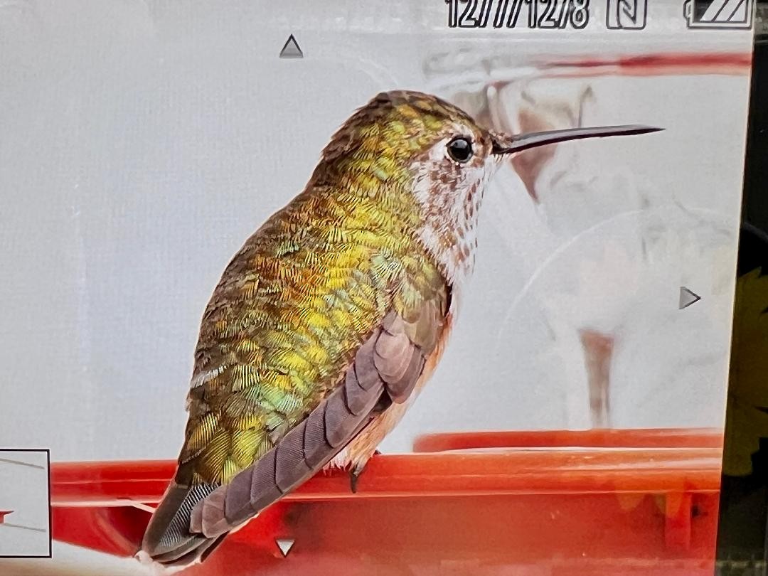 Broad-tailed Hummingbird - ML518245191