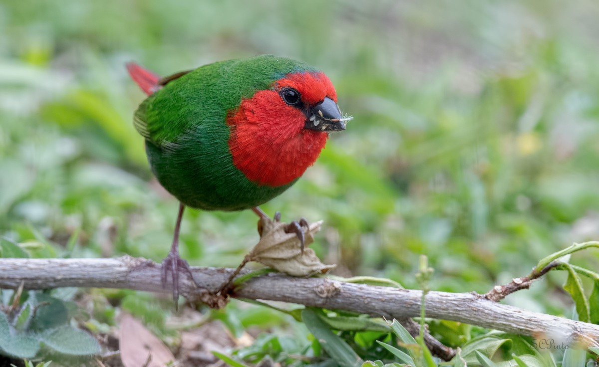 Red-throated Parrotfinch - ML518247121