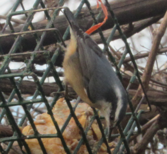 Red-breasted Nuthatch - ML51825641