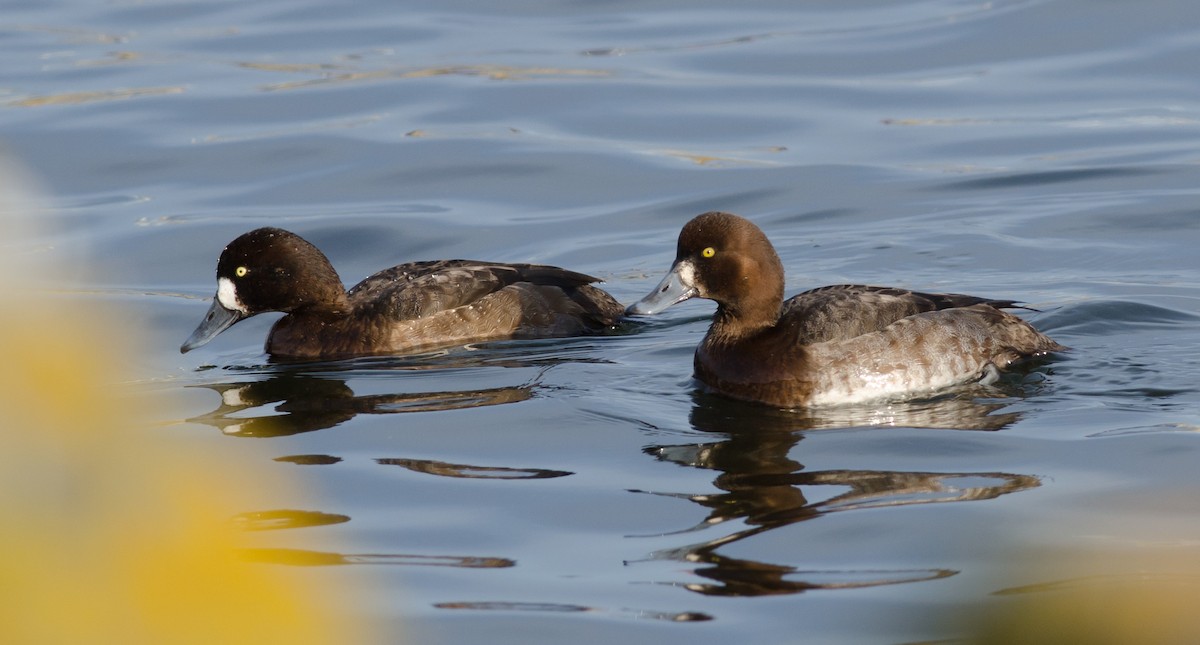 Greater Scaup - ML518256701