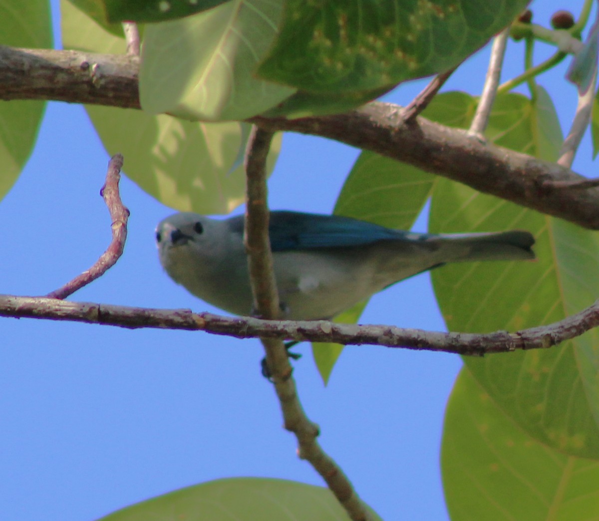 Blue-gray Tanager - ML51825811