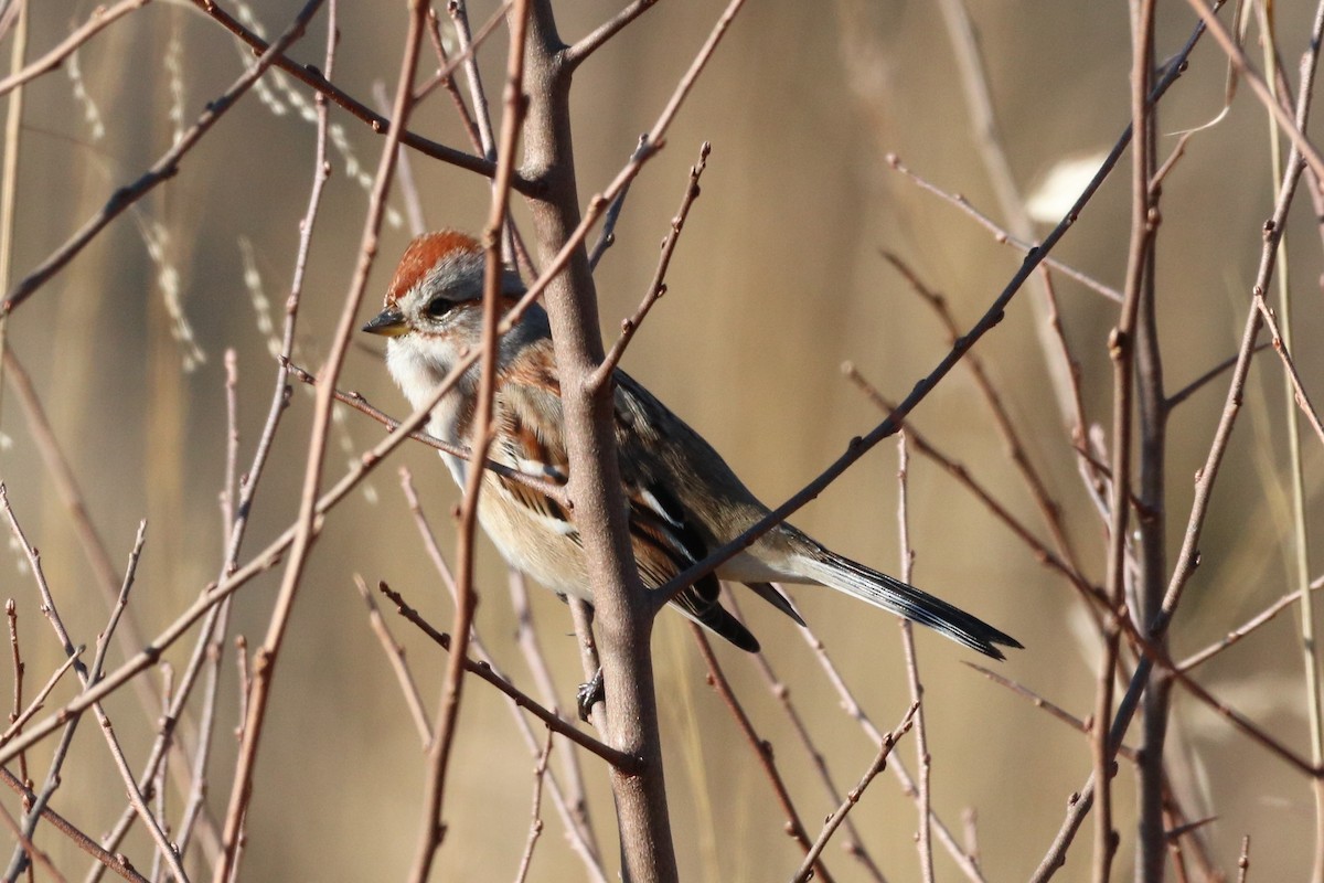 American Tree Sparrow - ML518260511