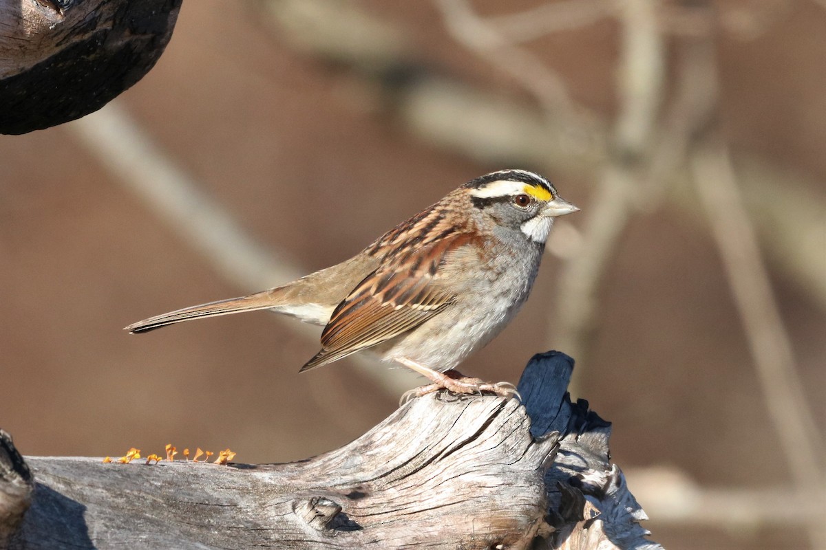 White-throated Sparrow - Steve Myers