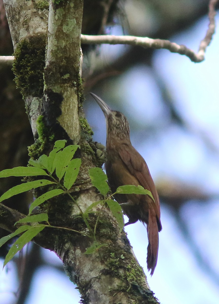 Strong-billed Woodcreeper (Central American) - ML518265531